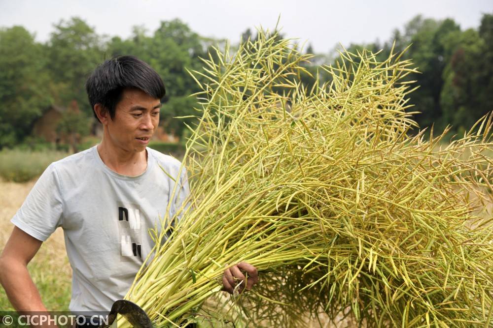 贵州省毕节市黔西市洪水镇洪箐村,村民抢抓农时收割成熟的油菜