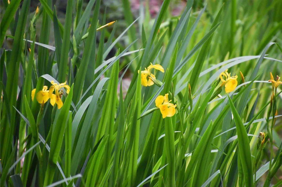 鸢尾花盛放,带给你初夏的小清新