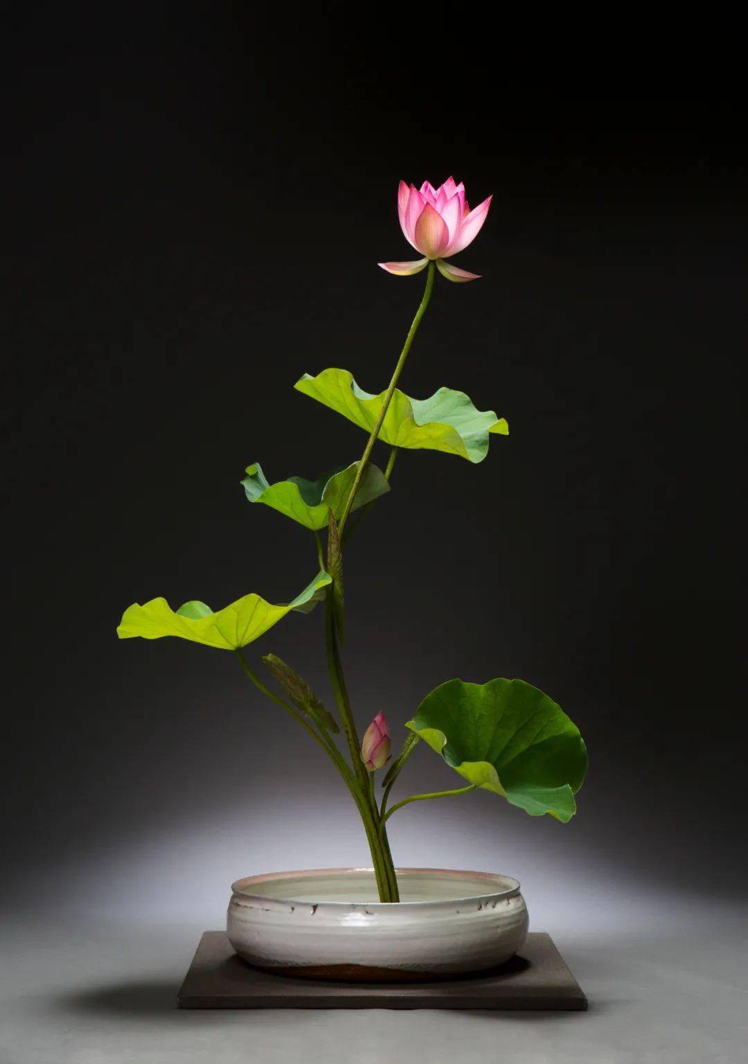 生命本源 【未生流花道】本色研修课第二期_课程