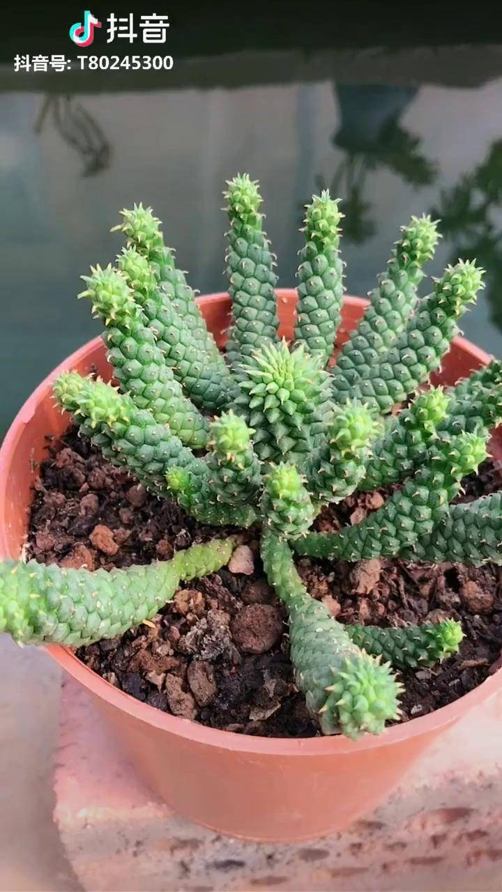 多肉九头龙俺家的鱼儿不怕人多肉养护小常识