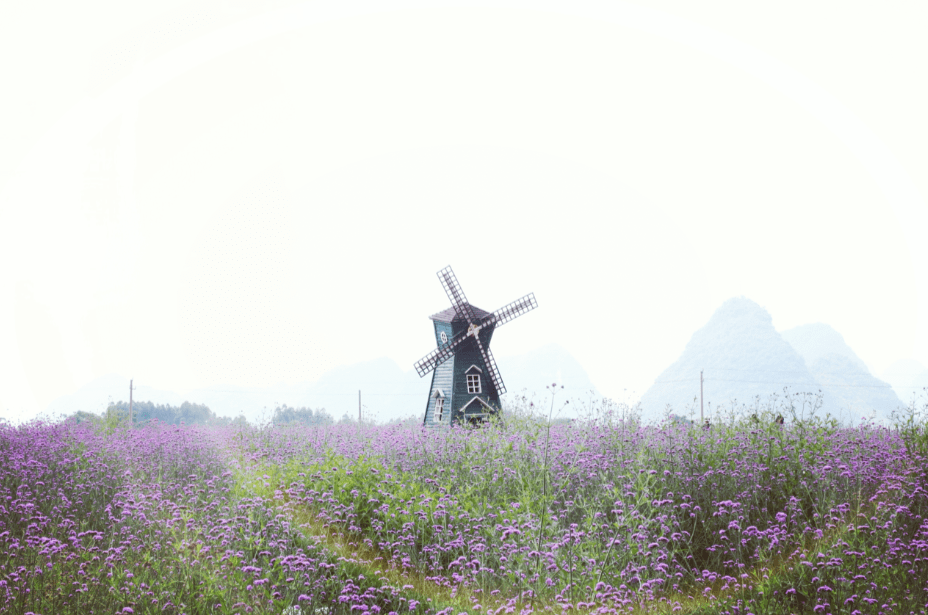 会仙湿地百亩马鞭草盛开成紫色花海