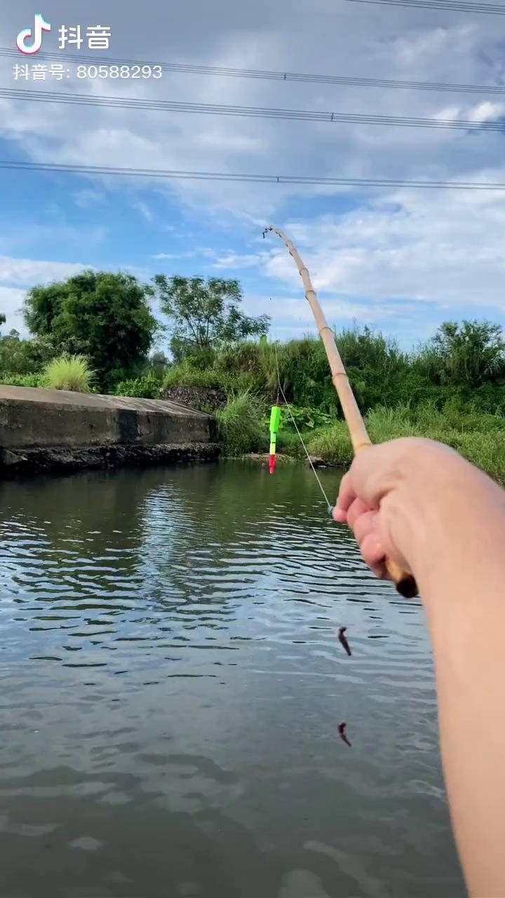 感觉是被钓鱼耽误的歌手一起来看我钓鱼么囖啊祥竹竿钓鱼抖音钓鱼人