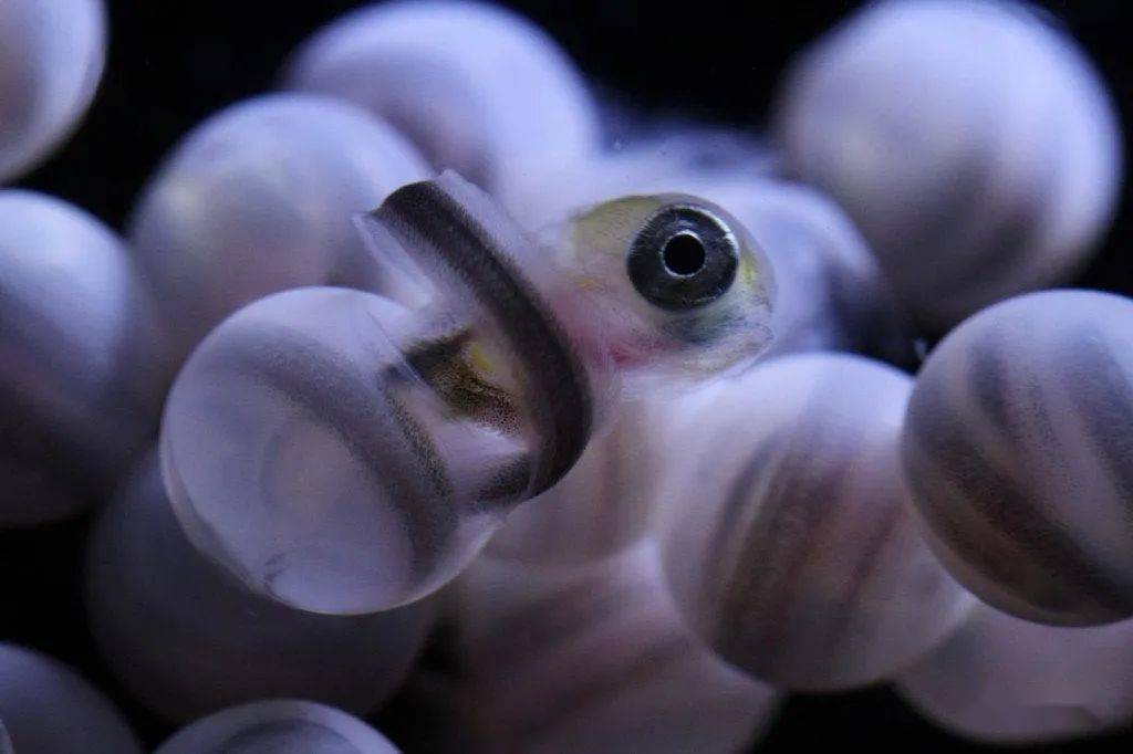 鳗鱼百科日本鳗生活史探寻了半个多世纪我们才知道它的故乡在哪里