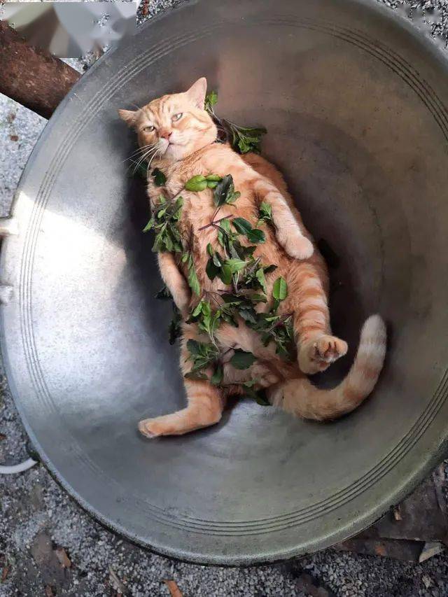 橘猫喜欢躺锅里主人给加上这些料后笑屎