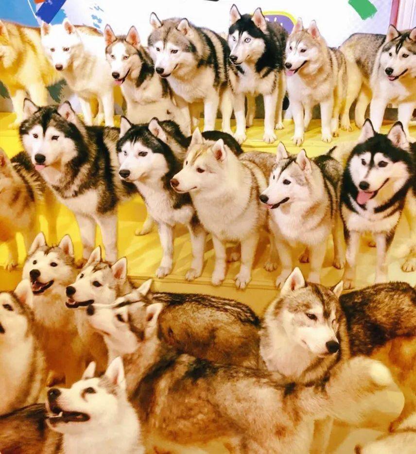 要不,睡觉之前,谋划一下明天的撸哈计划吧!