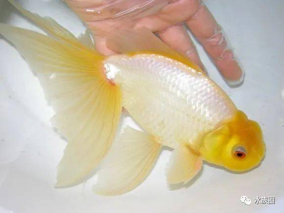 日本金鱼分几类 也是草文龙蛋吗 水族圈带你解密日本金鱼 狮子