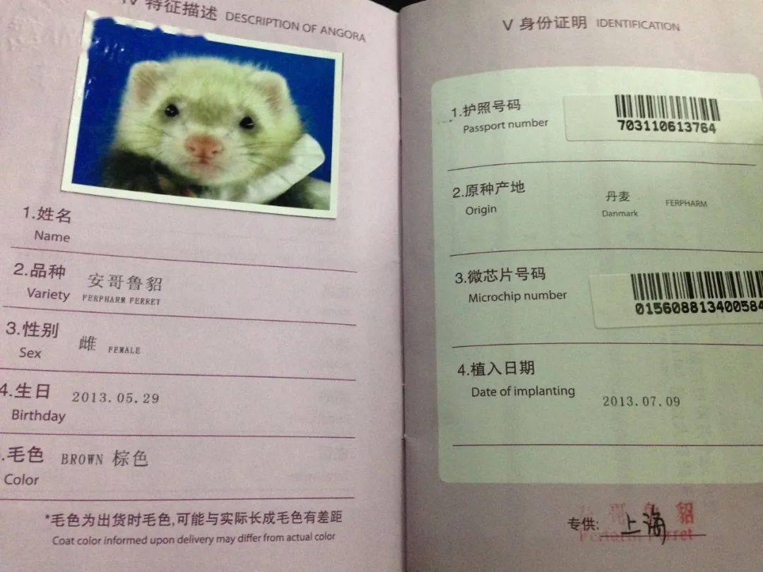 时尚界的宠儿——安格鲁貂