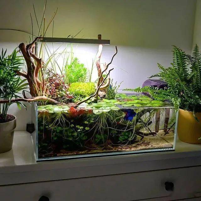 那个开花的斗鱼缸,开缸过程来了67_造景