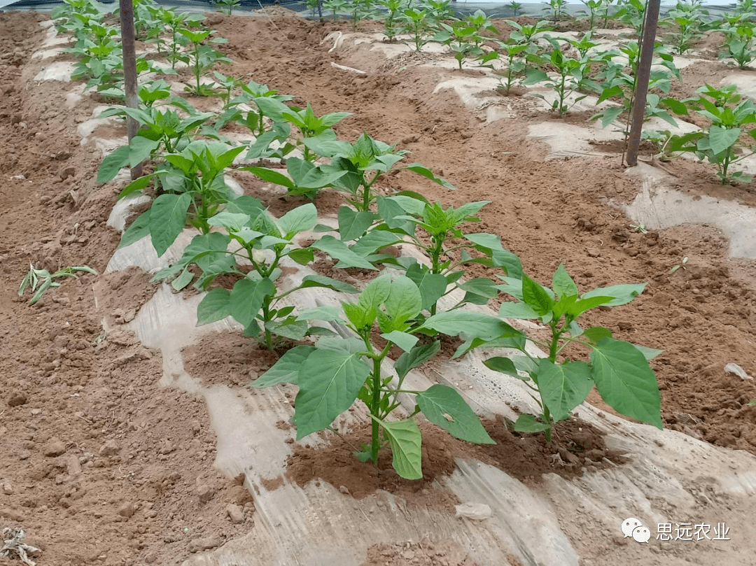 彩椒苗齐苗壮全靠思远标准化