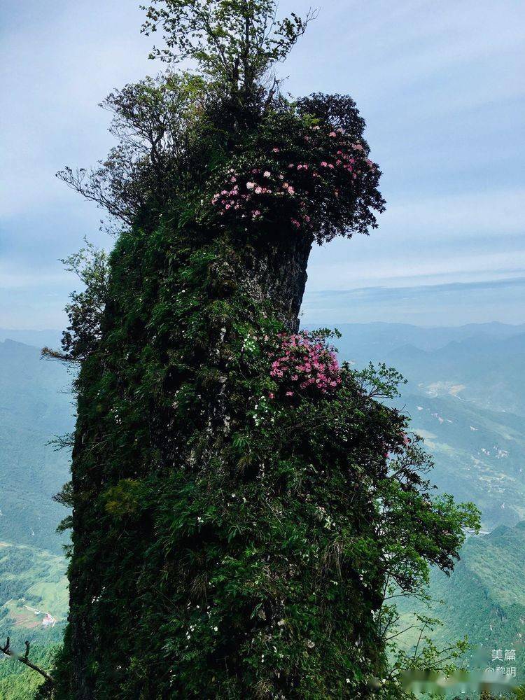 汉中龙头山杜鹃花图片