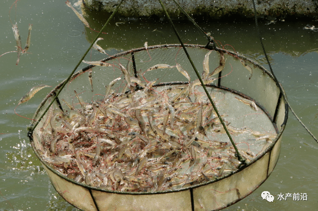 虾塘排污口设计图片