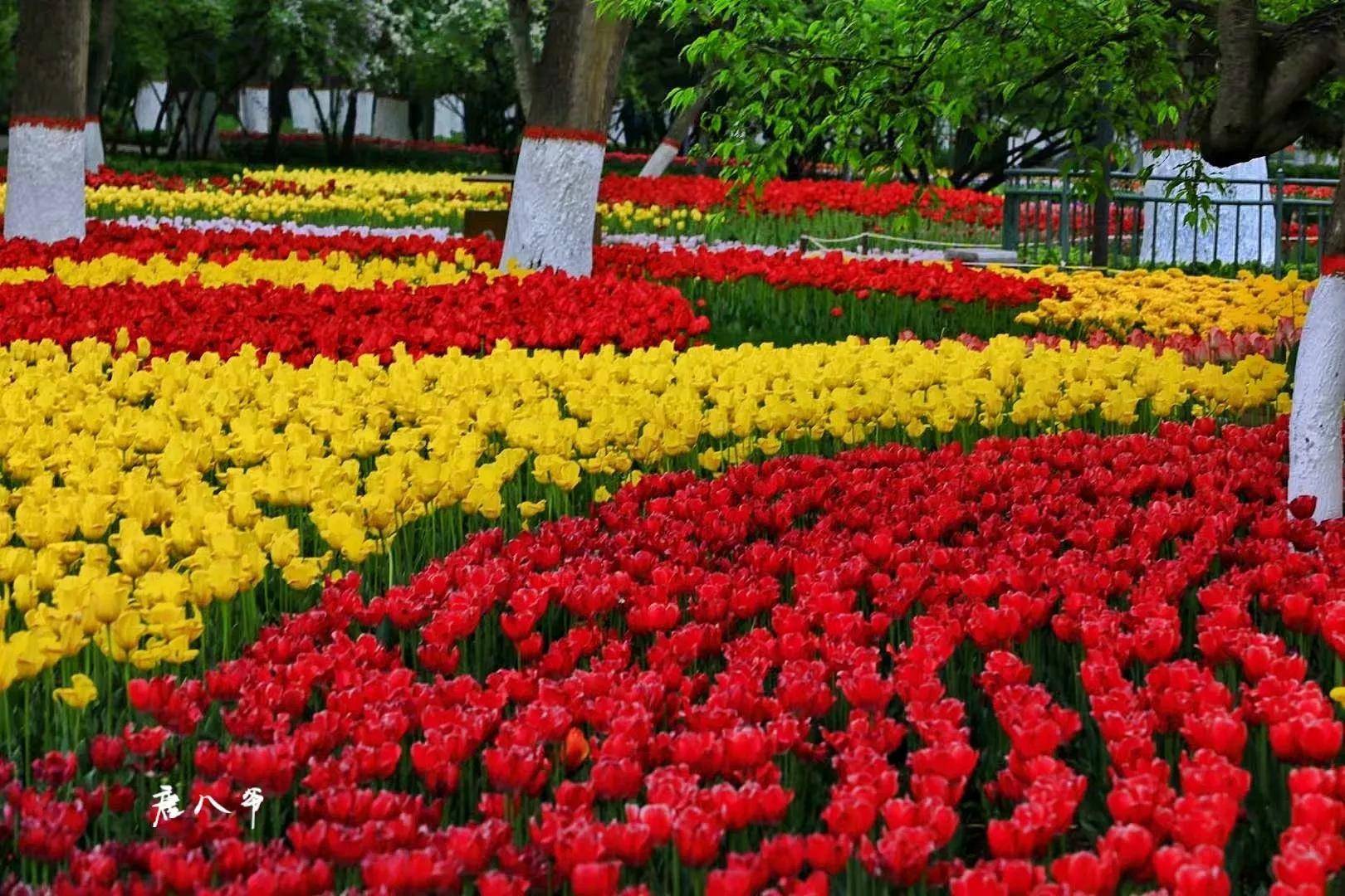 绝美西宁人民公园郁金香花盛开
