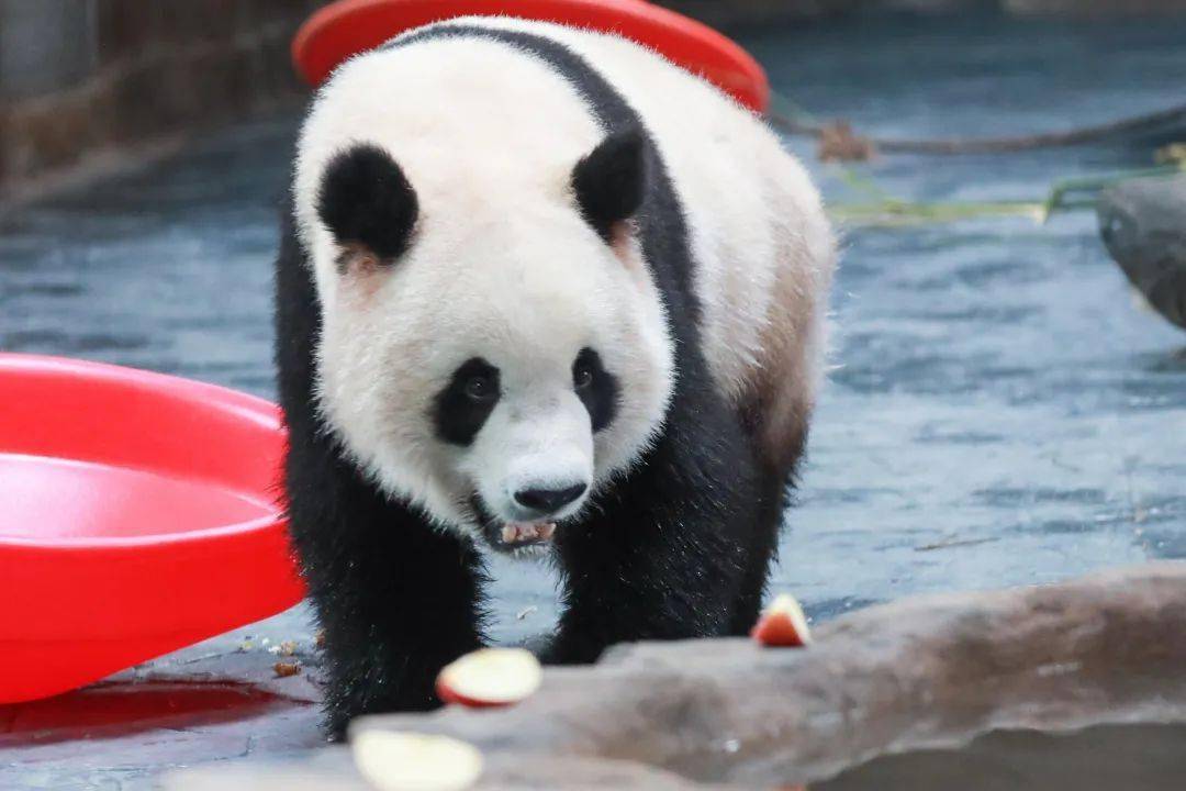 今日份的治愈分享一组叉腰熊的萌照