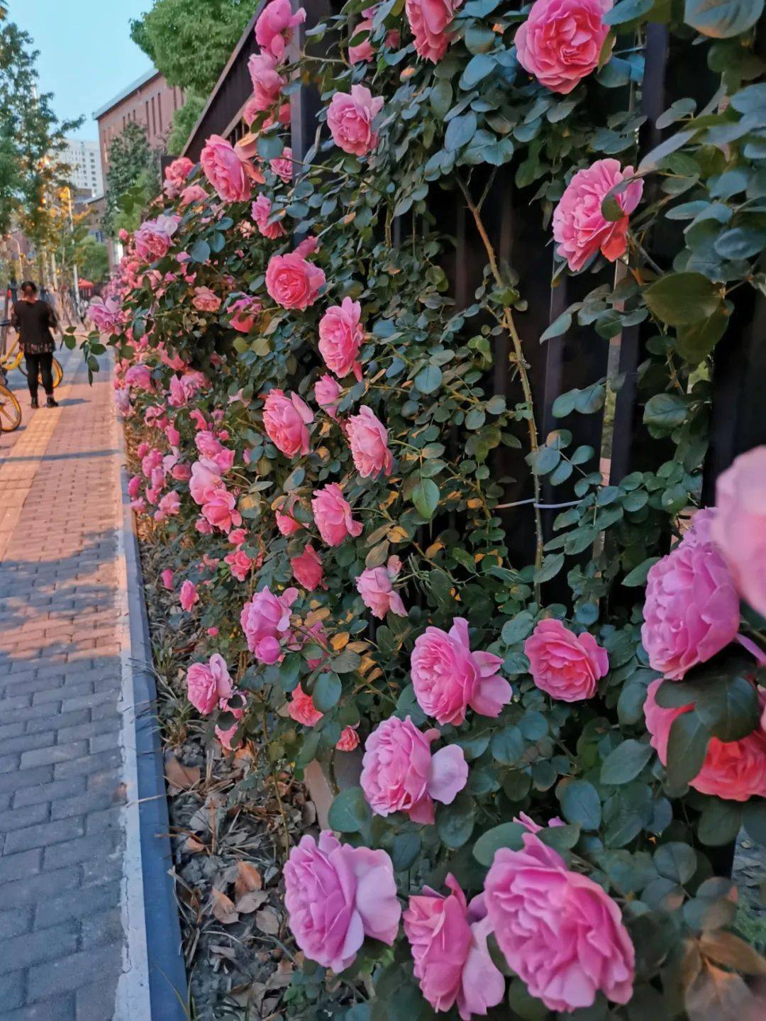 bb53123f63284984ac346b2bce921750.jpeg