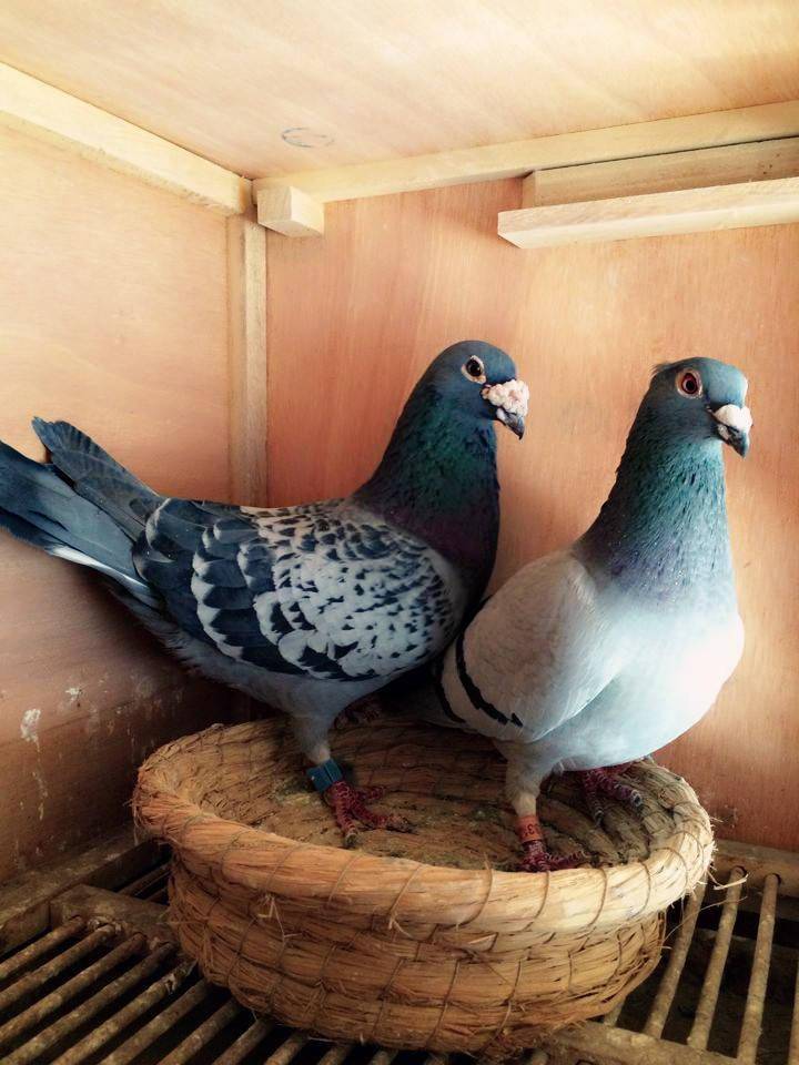 如何解决鸽子经常水便的问题?