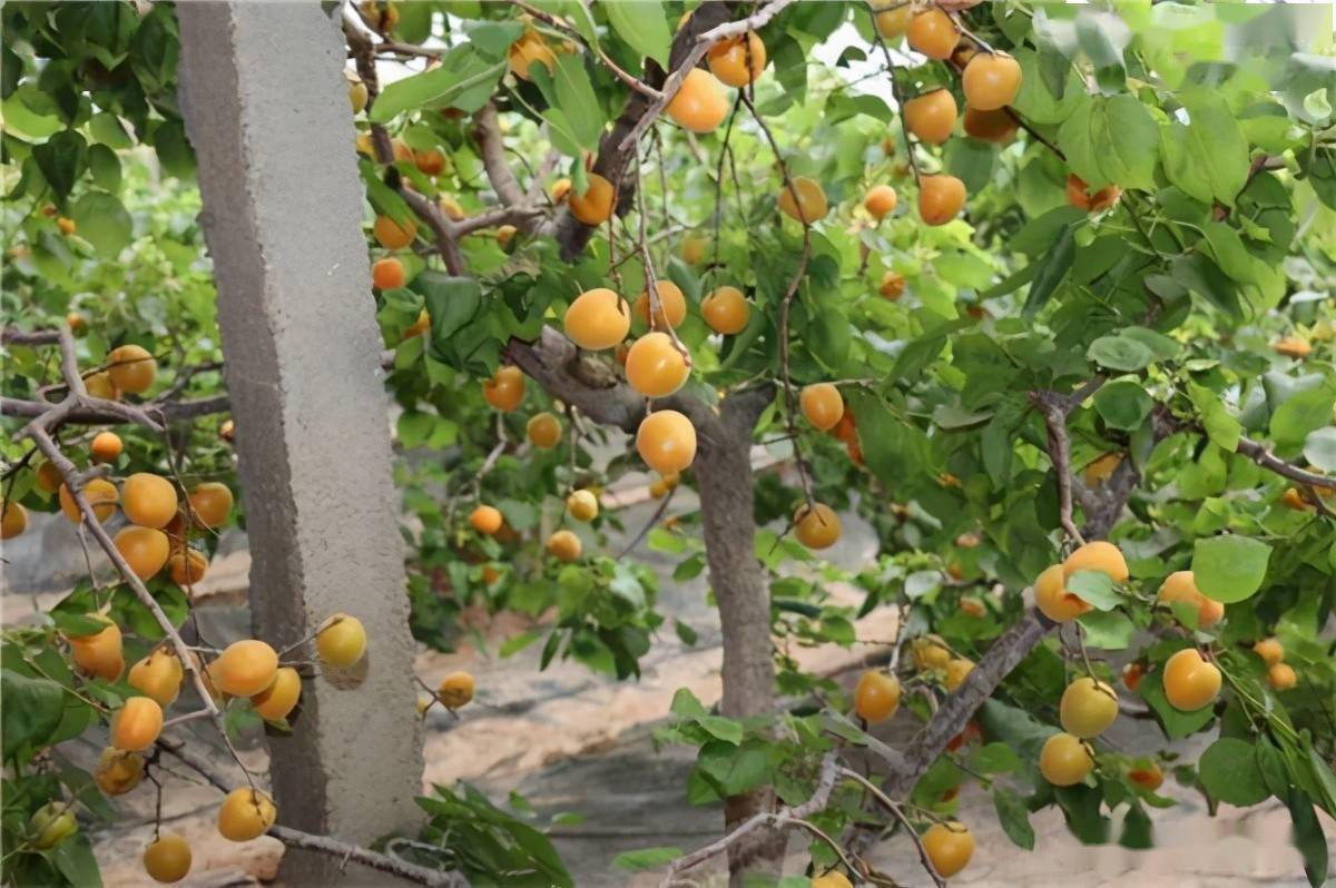 上市一个月大跳水,一斤12元到1元,果农忙着采摘:别滞销就好_黄杏