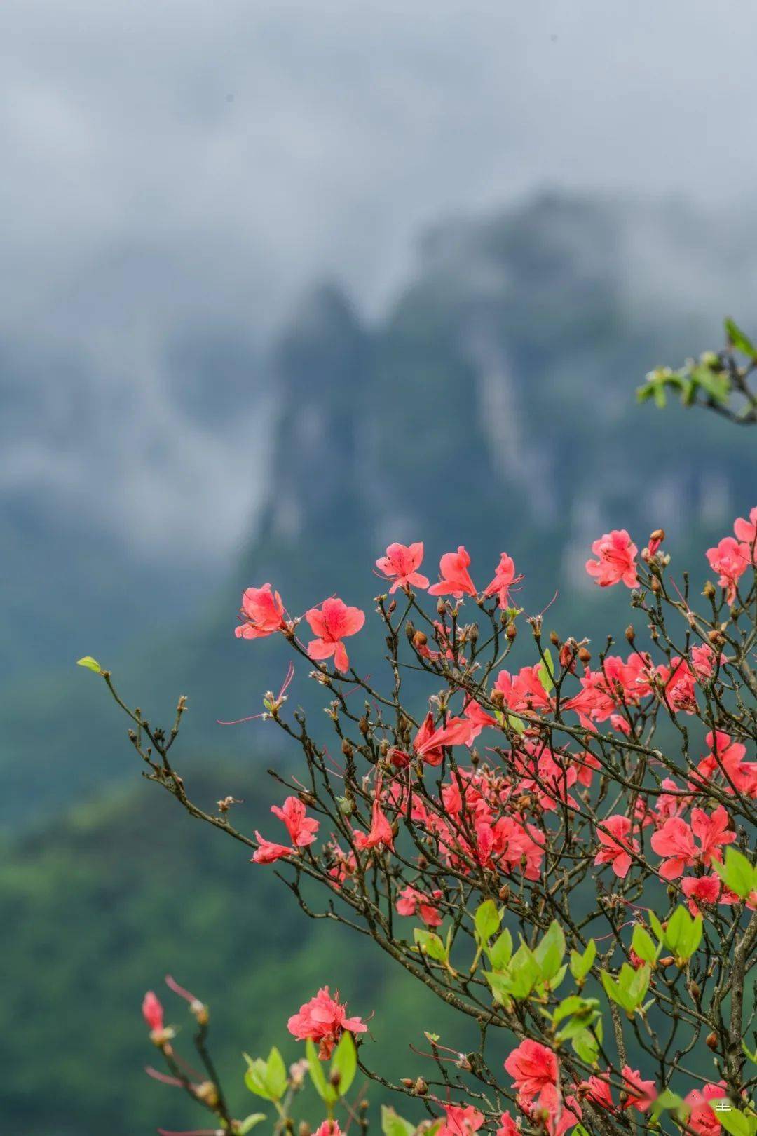 酉阳这里满山的杜鹃花开啦!约起