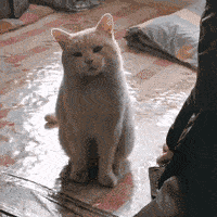 cffc3b2d3acb4c99b1a21a3ea77675e6.gif