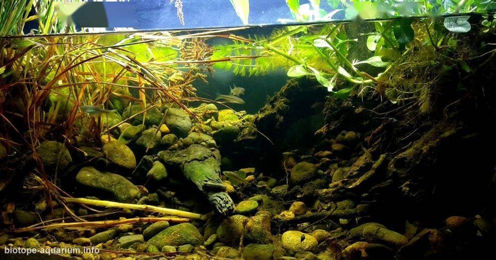 badc2020东南亚原生造景风格集