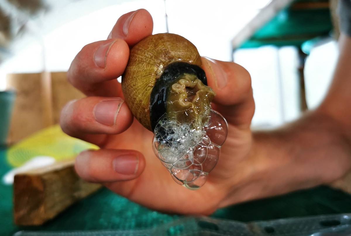 法国程序员转行提取蜗牛黏液卖"蜗牛香皂"