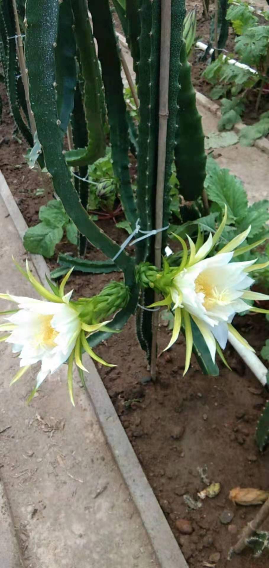 "如何让热带植株火龙果树安全度过北方的冬天,成为眼下亟待解决的问题