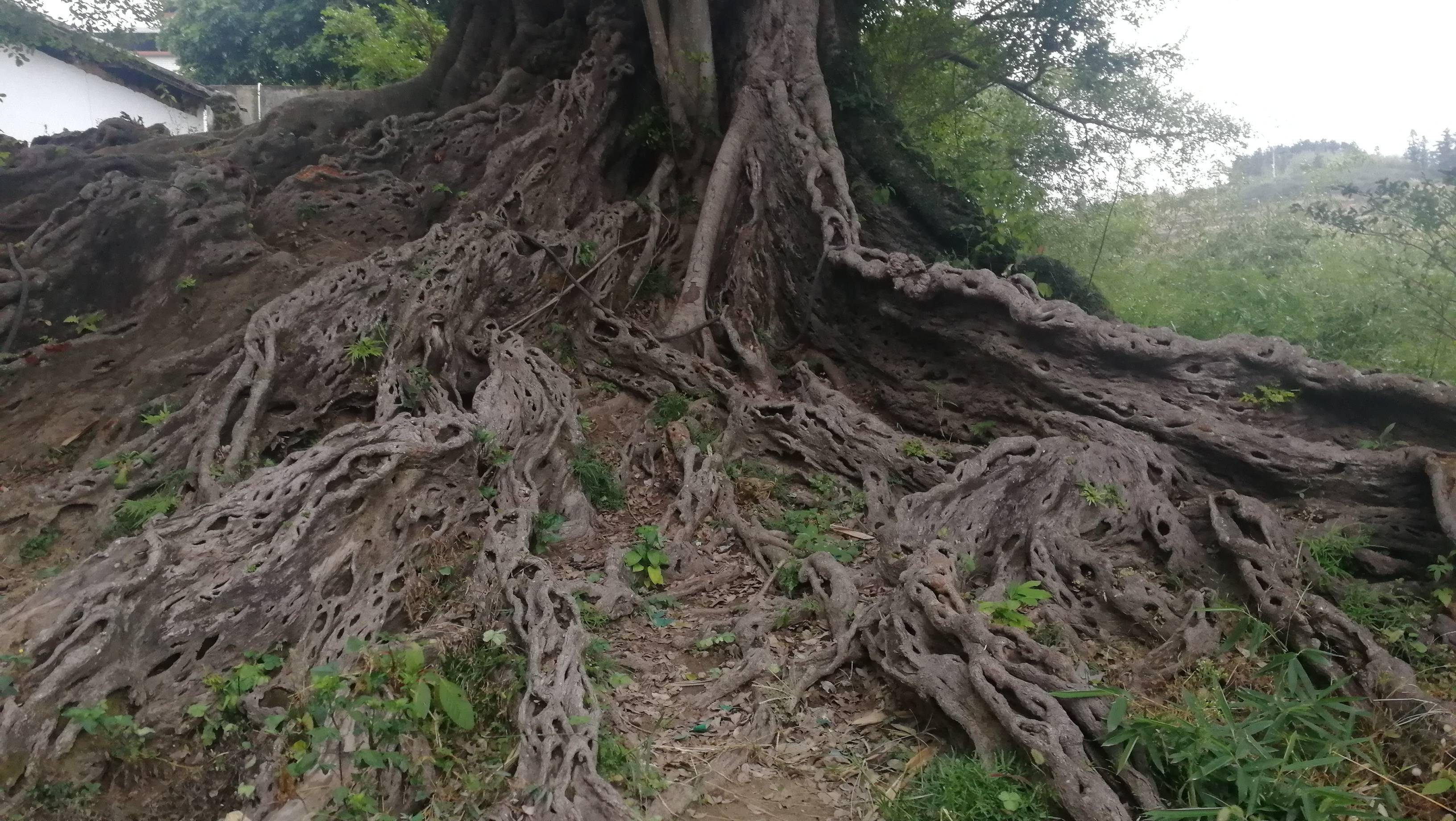 福州深度遊永泰縣大樟溪邊的美麗鄉村春光村樟樹和古渡喚離情