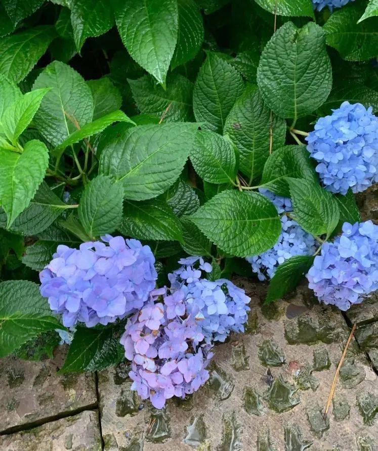 花开无尽夏 不去日本 最美的紫阳花海在哪儿看 夏日