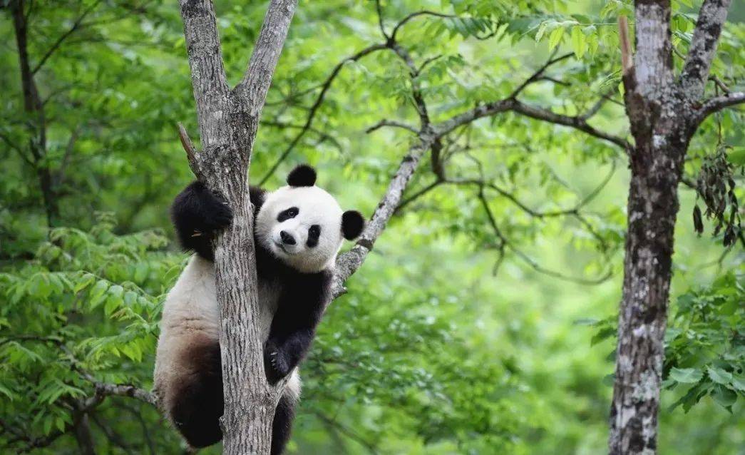 游客凭身份证免费进入熊猫谷景区;当日游客入住熊猫森林酒店享6折优惠