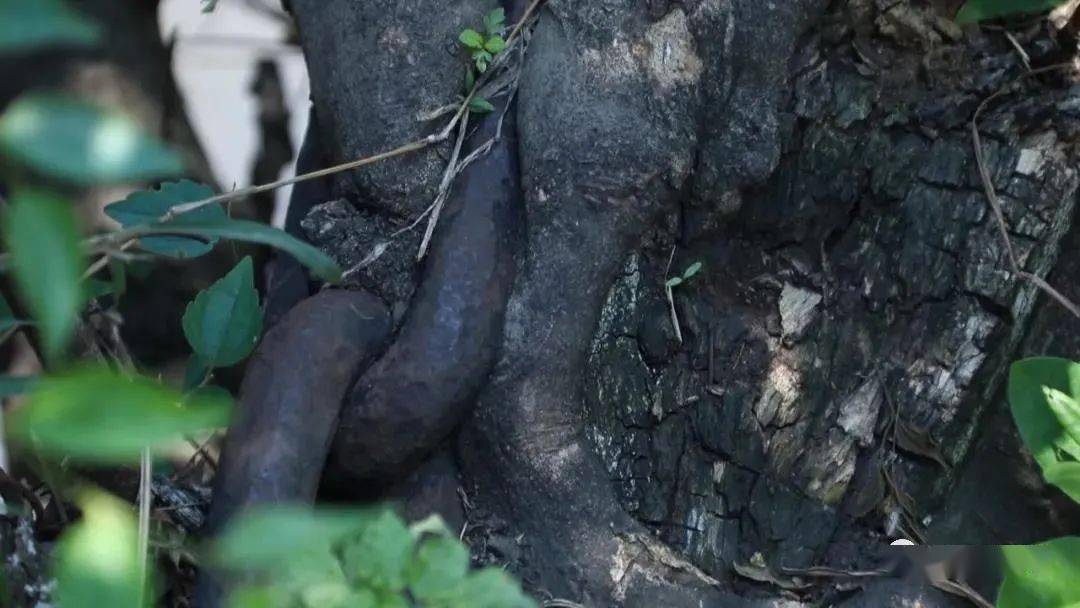 【文明盘州】盘州红色记忆:跨过"长征桥",红军进盘州_黑石头村