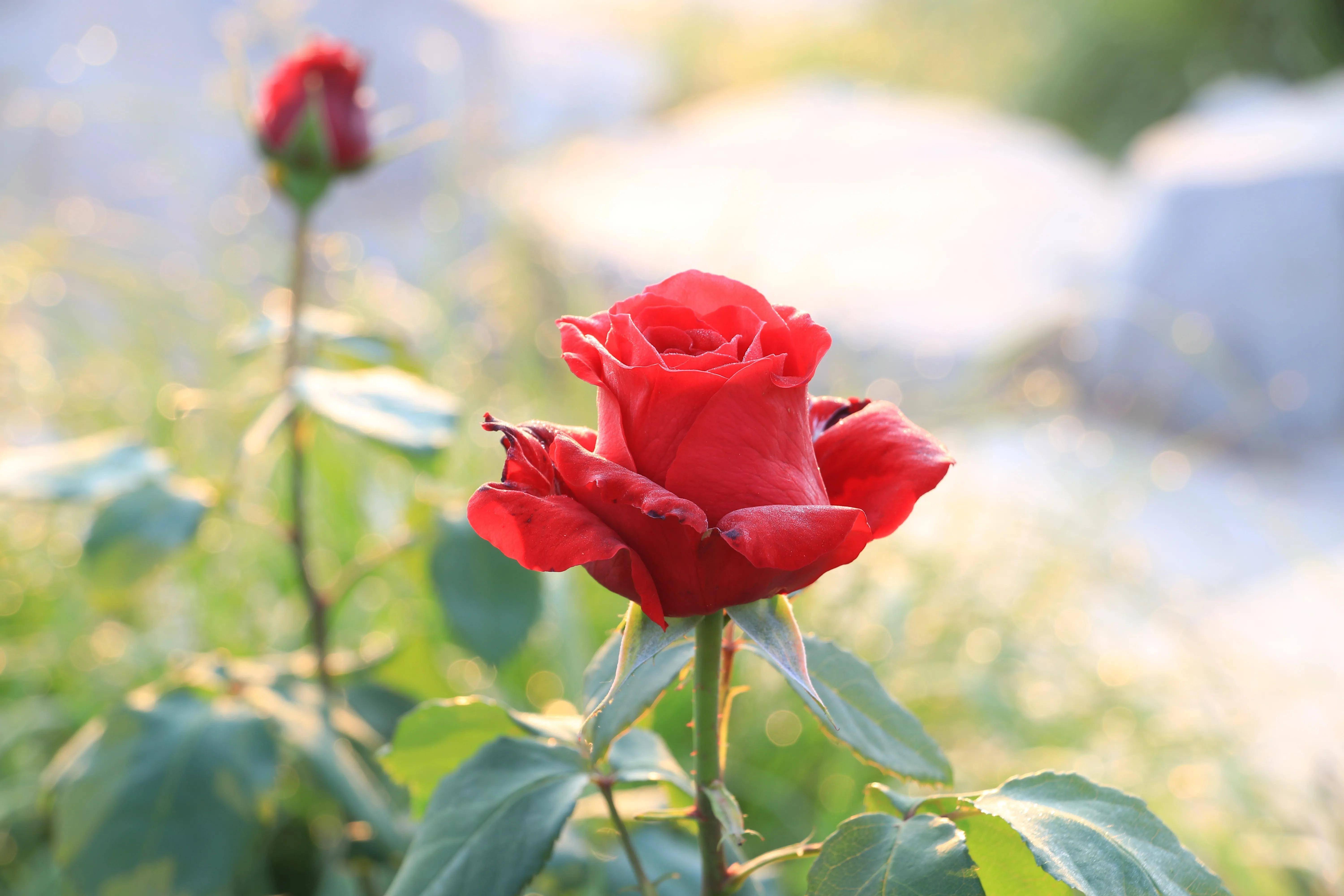 5月日 月季花开满园 举报