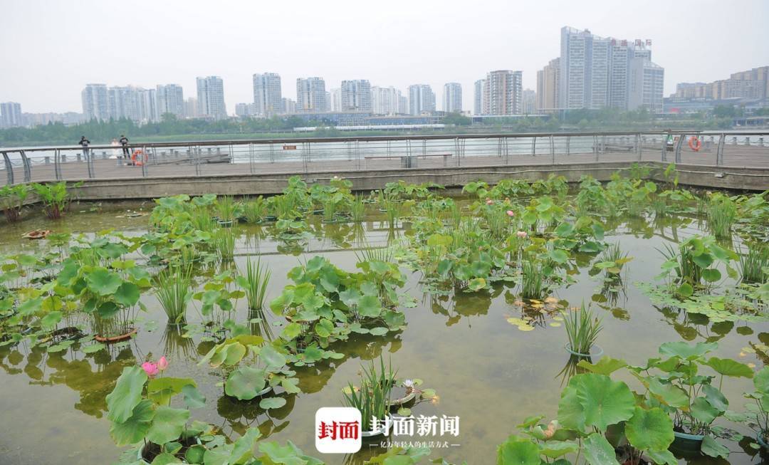 圖集丨雙色睡蓮領銜 遂寧船山聖蓮島千畝荷花爭奇鬥豔