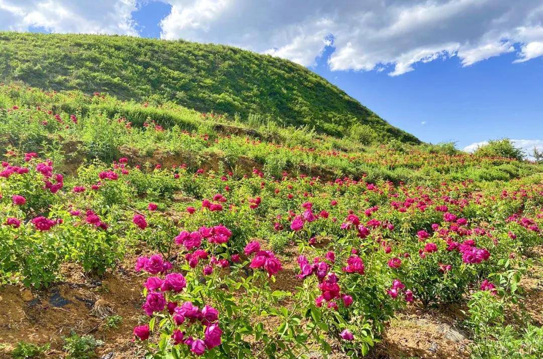 威宁玫瑰花开促增收芳香沁人产业旺