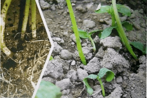 番茄灰黴病茄果類蔬菜病害示例(節選)茄果類蔬菜是我國種植最主要的果