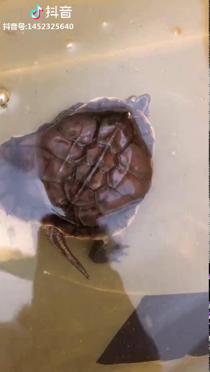 传说中的元宝龟万中无一接福