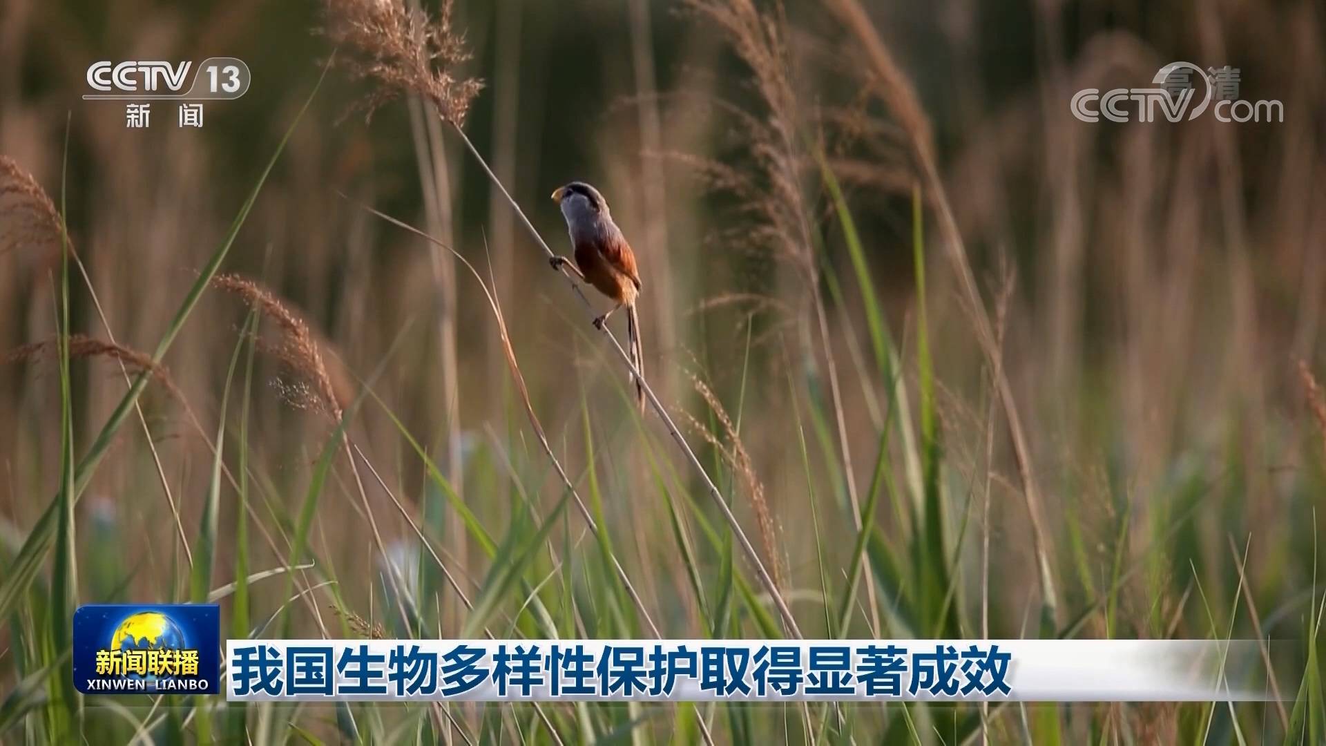 我国生物多样性保护取得显著成效_自然