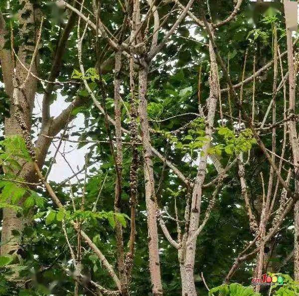 有市民反映延吉青年广场部分树木生虫干枯了……_树枝