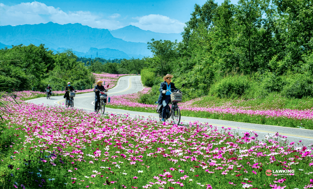 没有门票温江这个新晋格桑花海开了览雪山游河滩最快1h飙拢