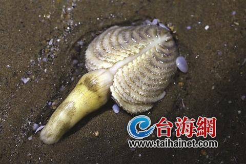 柳珊瑚 柳珊瑚细小纷杂的触须顺着海里水流的方向成长,这样它们就