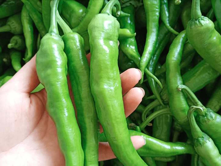 夏天选辣椒直的辣还是弯的辣很多人搞错了看完涨知识