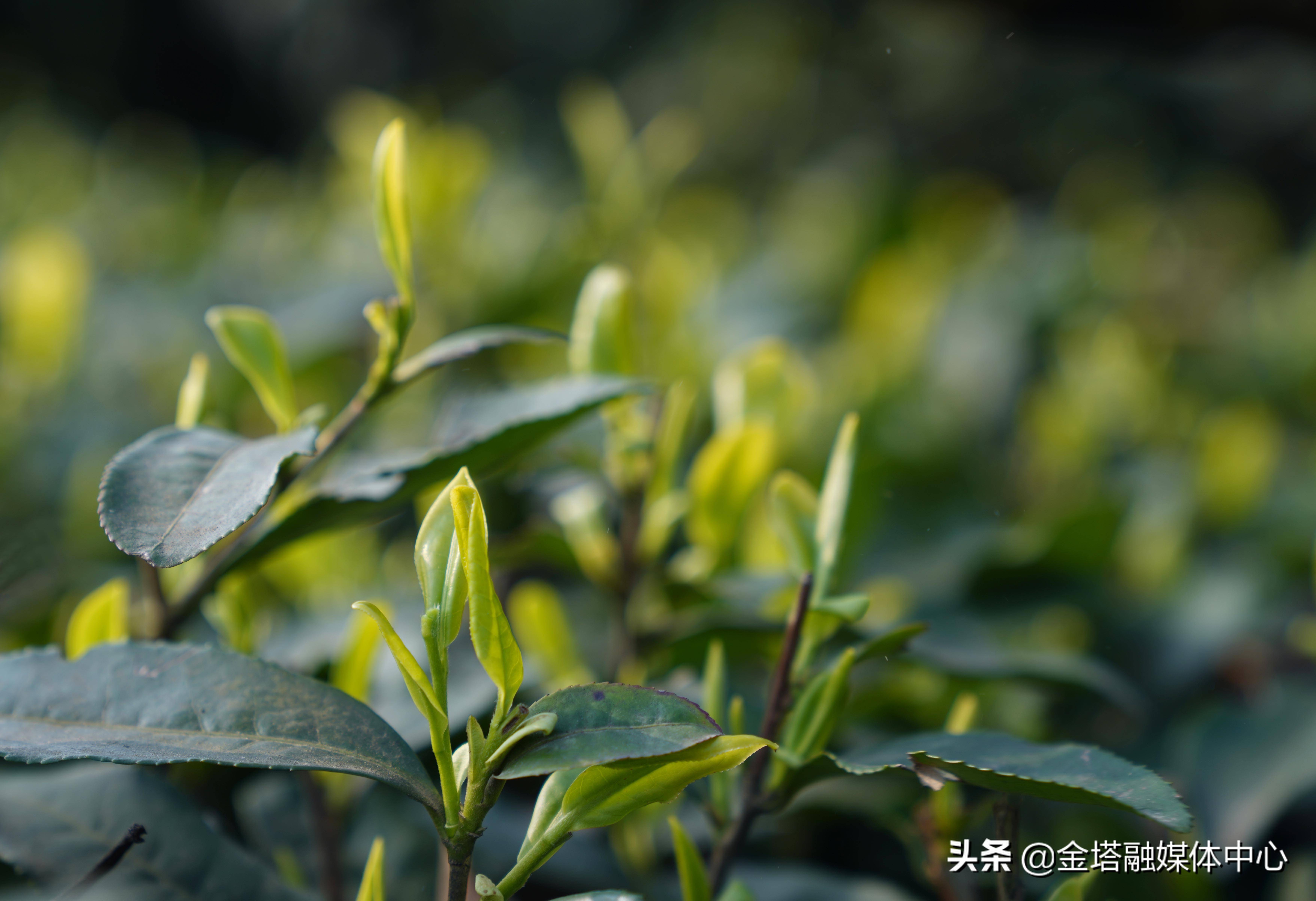 区县新闻四川兴文打通线上销售渠道大山绿茶跃上云端