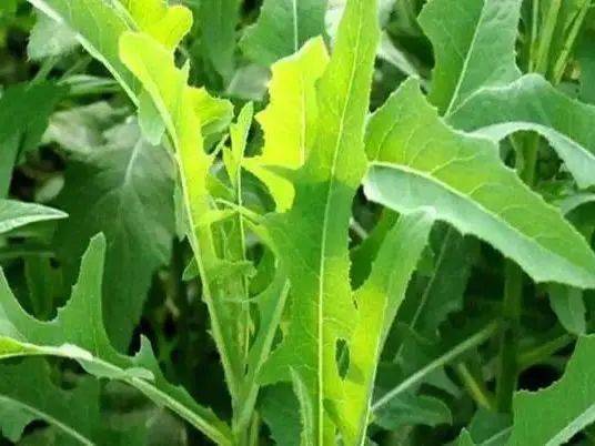 素食小满之日苦菜秀