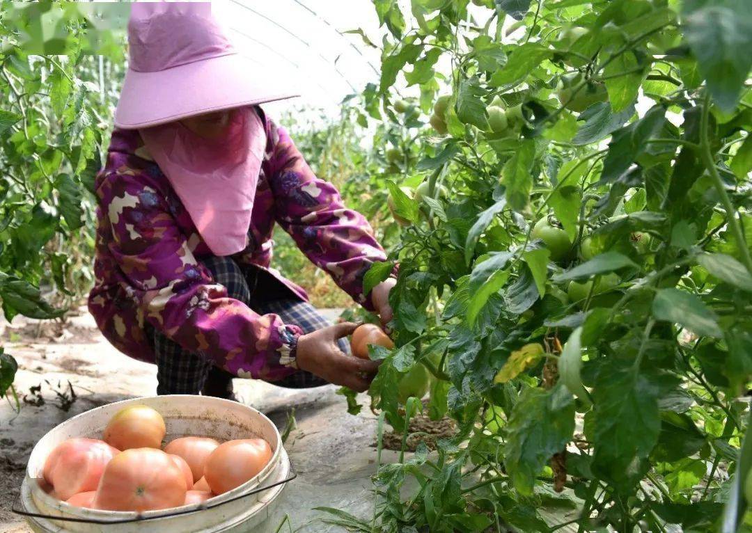 《安徽日报》聚焦巢湖:打造宜居宜业的美丽乡村_新农村