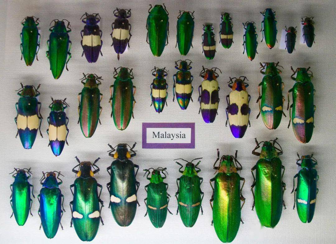 桃金吉丁虫成虫的颜色,在日语中叫做玉虫色,非要