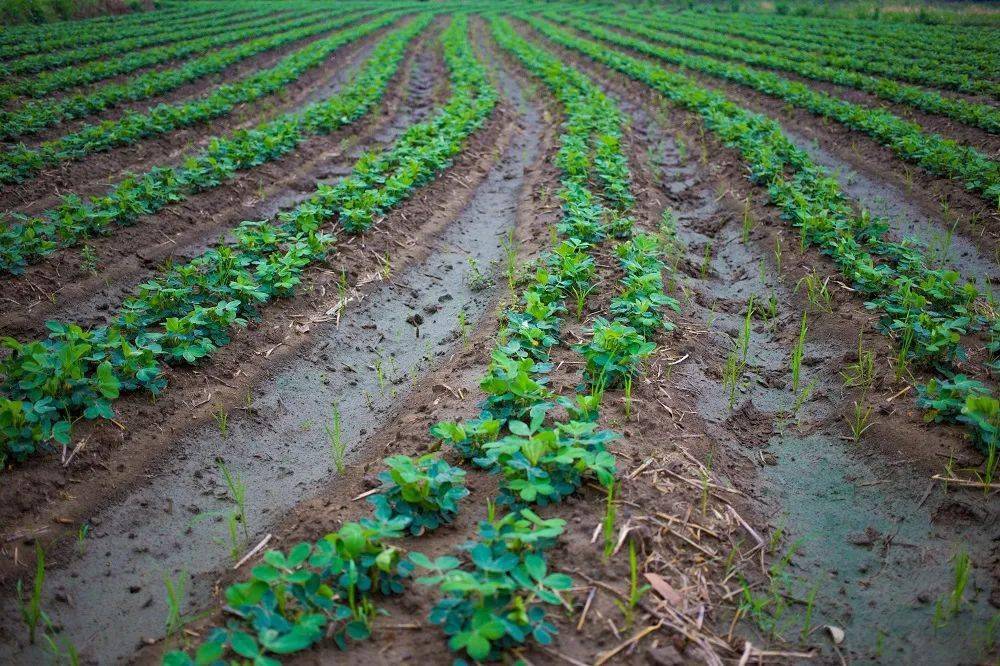 春播花生苗期三大管理要点及解决方案_栽培