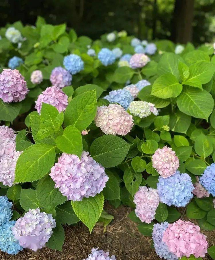 花开无尽夏 日本最美的紫阳花海在哪儿看 夏日