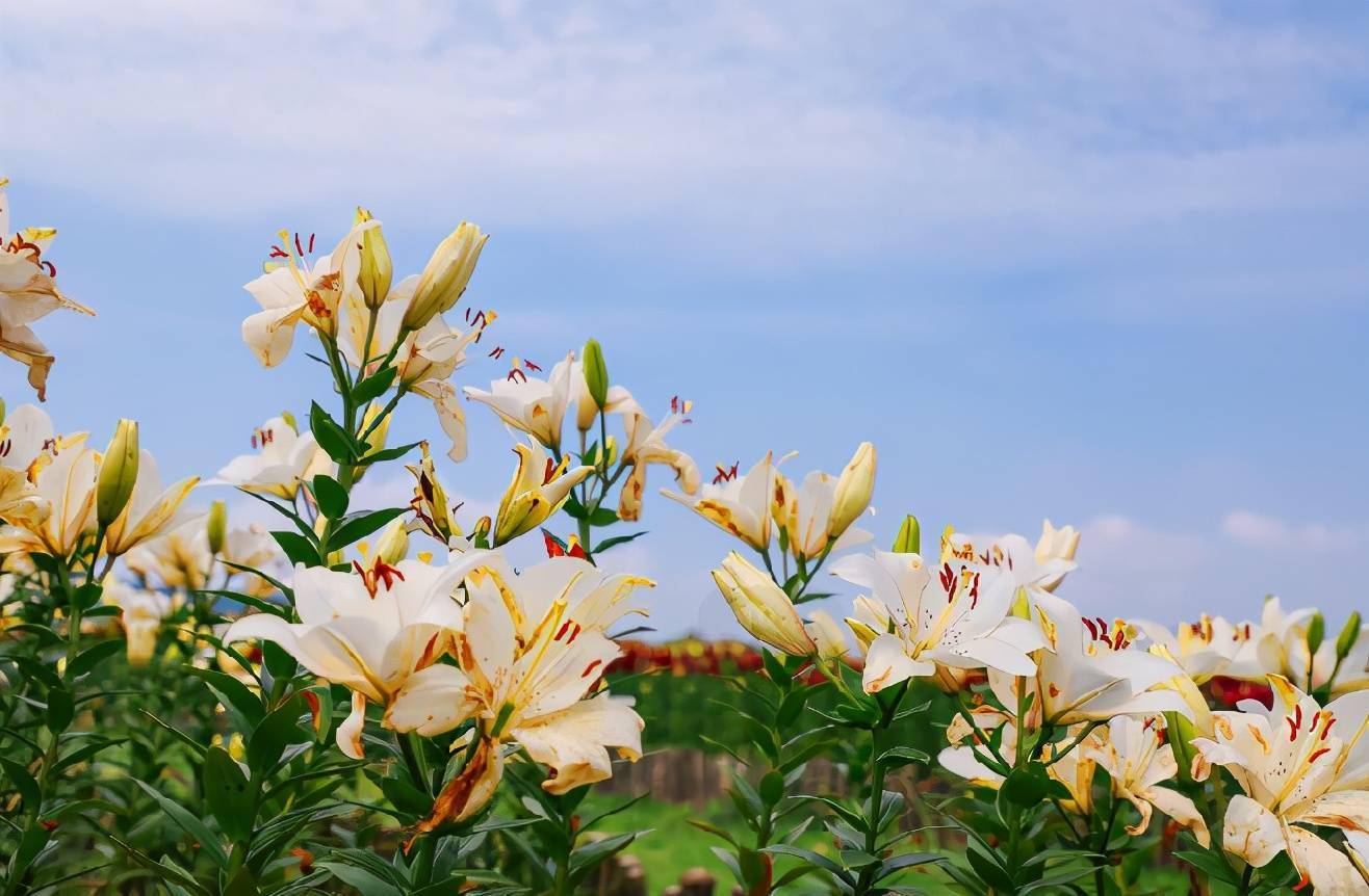 一只蜜蜂穿过半城山水,在夏日的微风里沉迷花海,百合花,马鞭草,菊花