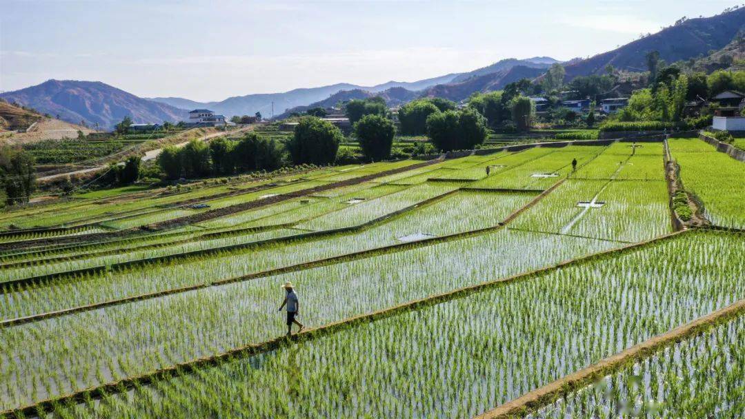 攀枝花人还记得你家的那片秧田吗?_水稻