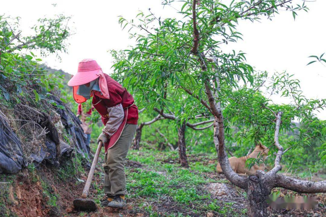 山乡蝶变⑥始兴县大村村:水果四季飘香,金凤凰纷杳而至_刘志湘