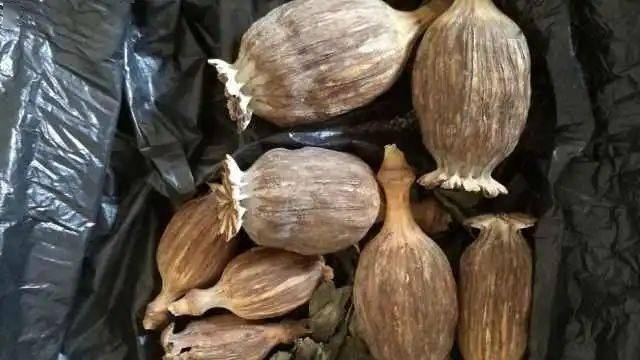 多个中药材集散地存罂粟壳地下交易,多流向小吃市场?