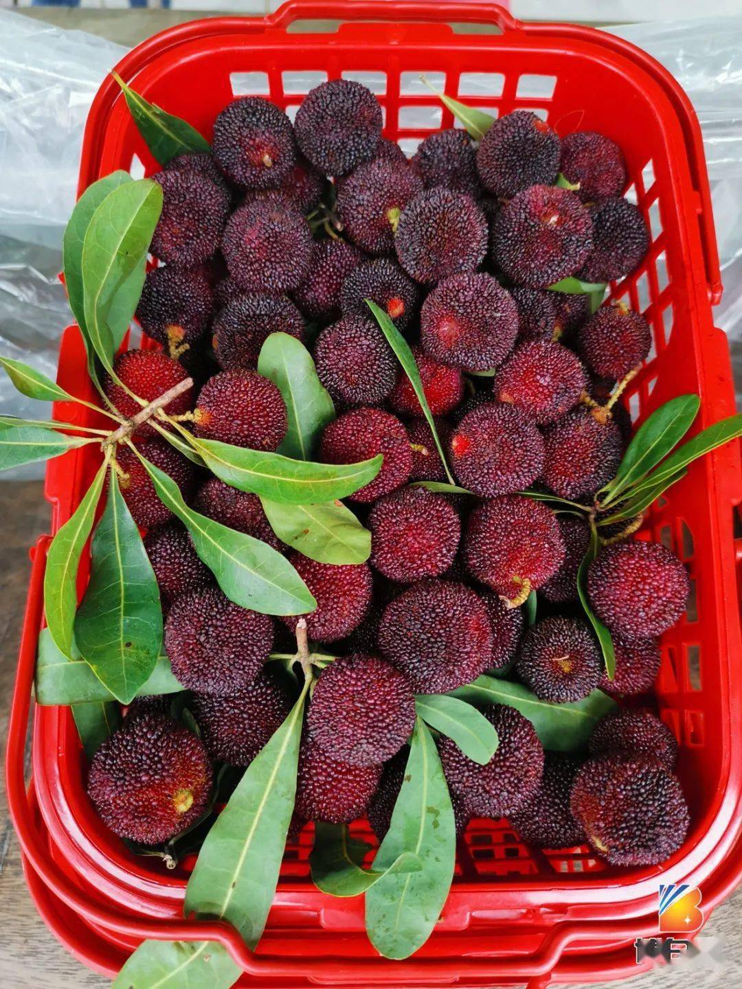 激情五月天博白凤山的甜杨梅熟啦又大又甜颠覆你的认知价钱